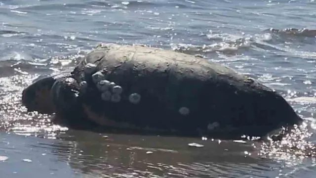 Caretta caretta Gökçeada’da Kıyıya Vurdu, Vatandaşların Duyarlılığıyla Denize Döndü