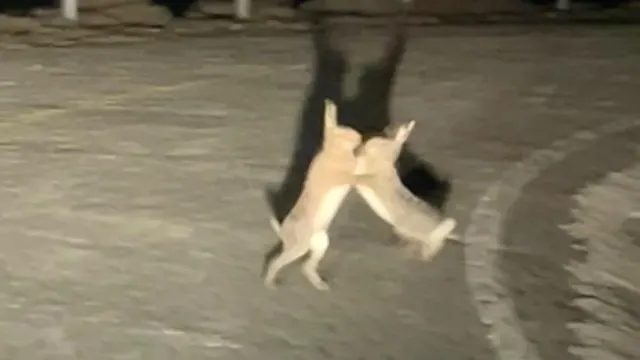 Gökçeada’da Tavşanların Kavgası Kameraya Yansıdı