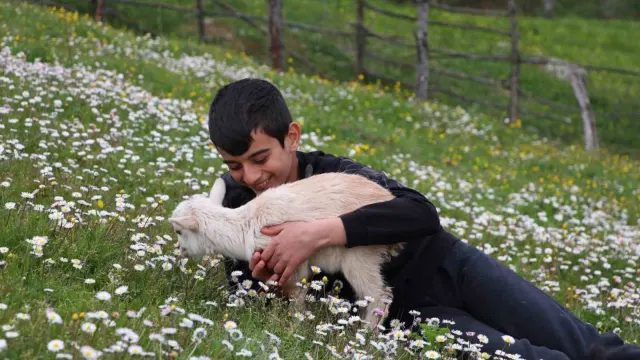 Lapseki’de “Boğazın Minik Çobanları” Yarışması Başlıyor