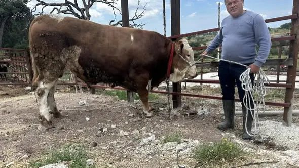 Çanakkale’de 1 Tonluk ‘Paşaköy Efesi’ 420 Bin TL’ye Satışa Çıkarıldı