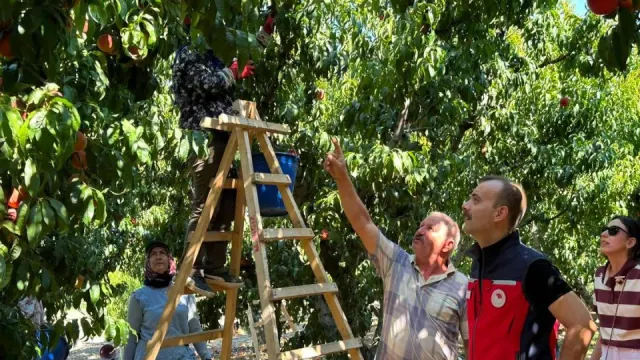 Eceabat Kocadere'de Şeftali Hasadı Başladı